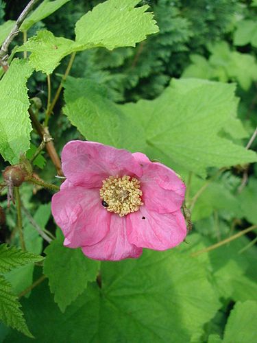 Rubus odoratus